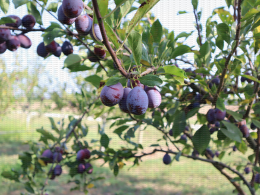 Prune d'Ente - Verger expérimental conduit en mur fruitier, CTIFL, centre de Lanxade (24)
