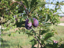 Prune d'Ente - Verger expérimental conduit en mur fruitier, CTIFL, centre de Lanxade (24)