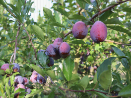 Prune d'Ente - Verger expérimental conduit en mur fruitier, CTIFL, centre de Lanxade (24)