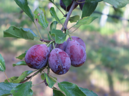 Prune d'Ente - Verger expérimental conduit en mur fruitier, CTIFL, centre de Lanxade (24)