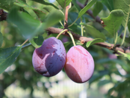 Prune d'Ente - Verger expérimental conduit en mur fruitier, CTIFL, centre de Lanxade (24)