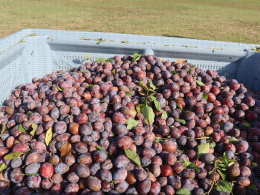 Prune d'Ente - Chantier de récolte mécanique sur le verger expérimental conduit en mur fruitier, CTIFL, centre de Lanxade (24)