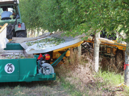 Prune d'Ente - Chantier de récolte mécanique sur le verger expérimental conduit en mur fruitier, CTIFL, centre de Lanxade (24)
