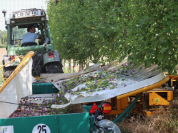 Prune d'Ente - Chantier de récolte mécanique sur le verger expérimental conduit en mur fruitier, CTIFL, centre de Lanxade (24)