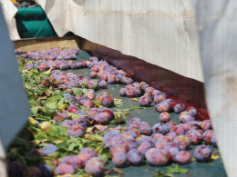 Prune d'Ente - Chantier de récolte mécanique sur le verger expérimental conduit en mur fruitier, CTIFL, centre de Lanxade (24)