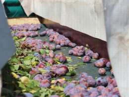 Prune d'Ente - Chantier de récolte mécanique sur le verger expérimental conduit en mur fruitier, CTIFL, centre de Lanxade (24)