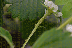 Elevage du puceron Acyrthosiphon malvae rogersii sur fraisier