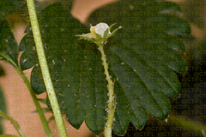 Elevage du puceron Acyrthosiphon malvae rogersii sur fraisier