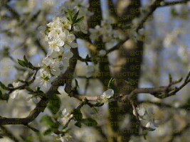 Vergers de prunes d'Ente, CTIFL centre de Lanxade 22/03/2024 - Floraison