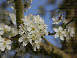 Vergers de prunes d'Ente, CTIFL centre de Lanxade 22/03/2024 - Floraison