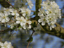 Vergers de prunes d'Ente, CTIFL centre de Lanxade 22/03/2024 - Floraison