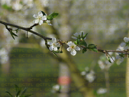 Vergers de prunes d'Ente, CTIFL centre de Lanxade 22/03/2024 - Floraison