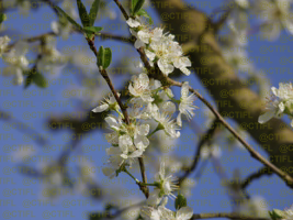 Vergers de prunes d'Ente, CTIFL centre de Lanxade 22/03/2024 - Floraison