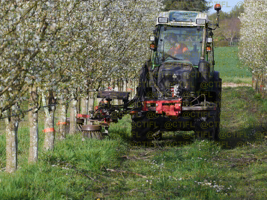 Vergers de prunes d'Ente, CTIFL centre de Lanxade 22/03/2024 - Désherbage mécanique