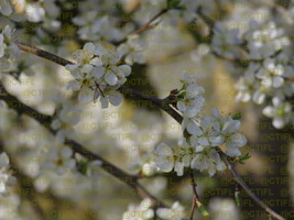 Vergers de prunes d'Ente, CTIFL centre de Lanxade 22/03/2024 - Floraison