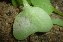 Sporulations de Hyaloperonospora parasitica sur cotylédon de radis