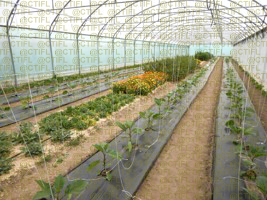 Lutte biologique par conservation