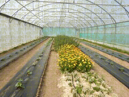 Lutte biologique par conservation