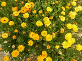 Souci officinal (Calendula officinalis)