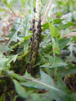 Puceron (Uroleucon taraxaci) sur pissenlit