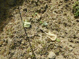 Plant de chou détruit par Delia radicum