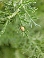 Momie de puceron (Aphidius sp.) sur une feuille de matricaire