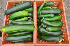 Courgette (fruits)