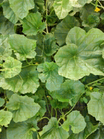 Melon (feuillage)