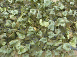 Dégâts de pucerons (Aphis gossypii) dans une culture de melon