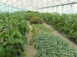 Lutte biologique par conservation