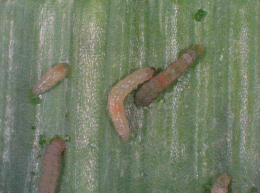 Larve de teigne du poireau - Phototheque du Ctifl