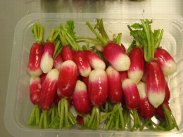Barquette de radis roses 4ème gamme