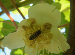 Syrphe sur fleur de kiwi
