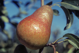Poire Harrow Sweet P 2215 : fruit avec une face rosée, dans l'arbre