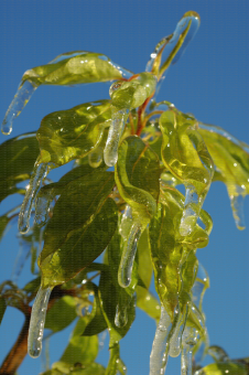 Protection contre le gel par aspersion sur poirier - Pousse végétative