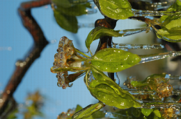 Protection contre le gel par aspersion sur poirier - Corymbe floral