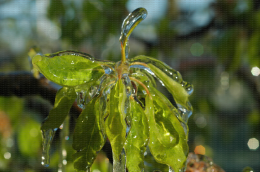 Protection contre le gel par aspersion sur poirier - Corymbe végétatif