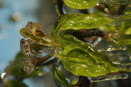 Protection contre le gel par aspersion sur poirier - Corymbe floral