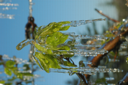Protection contre le gel par aspersion sur poirier - Corymbe végétatif avec des stalactites
