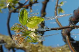Protection contre le gel par aspersion sur poirier - Corymbe floral avec stalactites