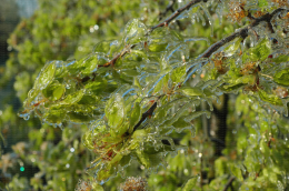 Protection contre le gel par aspersion sur poirier, variété Abbé Fetel - Branches fruitières