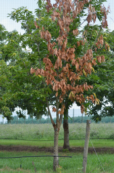 Mort D Une Charpentiere D Un Jeune Arbre De Chataignier Consecutive A Une Attaque De Cryphonectria Parasitica Le Chancre Du Chataignier Phototheque Du Ctifl