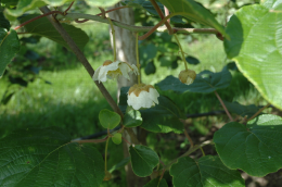 Boutons floraux d'Hayward (Actinidia deliciosa)