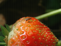 Adulte Drosophila suzukii sur fraise