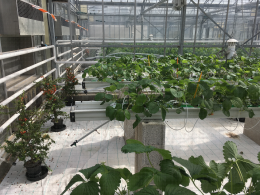 Utilisation de plantes pièges pour la gestion de Drosophila suzukii