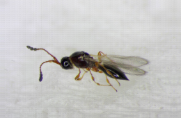 Trichopria drosophilae femelle, parasitoïde de Drosophila suzukii