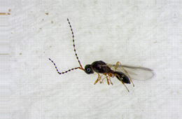 Trichopria drosophilae mâle, parasitoïde de Drosophila suzukii