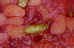 Pupe de Drosophila suzukii