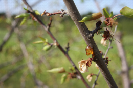 Monilia sur fleurs et rameaux, dégâts sur abricotier