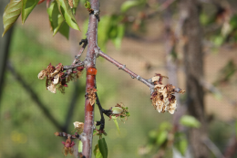 Moniliose sur fleurs et rameaux, dégât sur abricotier